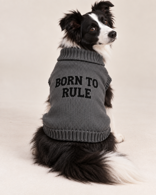 Carica immagine 1 in visualizzazione galleria. Maglioncino per cane "Born to Rule"
