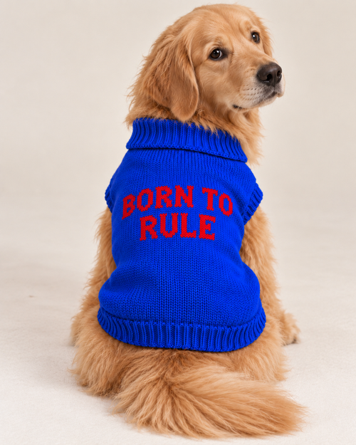 Carica immagine 1 in visualizzazione galleria. Maglioncino per cane "Born to Rule"