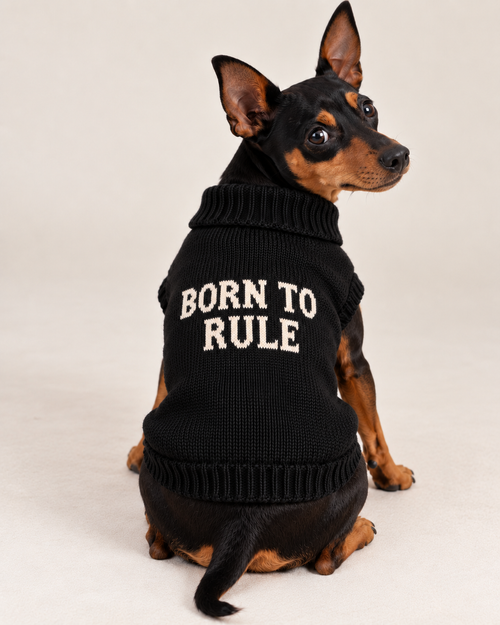 Carica immagine 1 in visualizzazione galleria. Maglioncino per cane "Born to Rule"